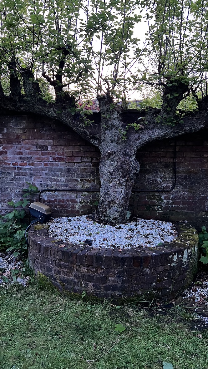 A handfasting ceremony taking place in The Silk House walled garden
